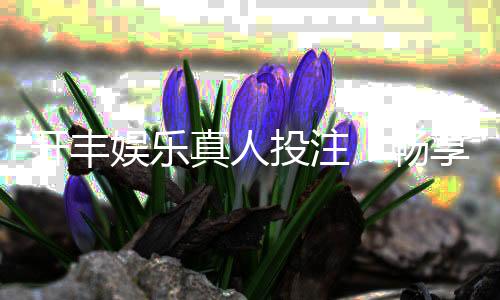 开丰娱乐真人投注：畅享顶级真人荷官与多元投注体验